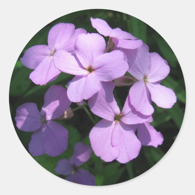 Lavendel-Wildblume-Aufkleber Runder Aufkleber (Vorderseite)
