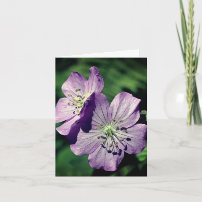 Lavendel Zwillinge Geranien Blumen Fotografie (Vorderseite)