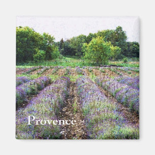 Lavendelbauernhoffeld - Provence Magnet