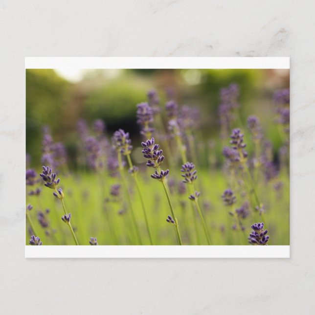 Lavendelblau Postkarte (Vorderseite)
