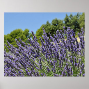 Lavendelblüten auf einem Feld im Sommer, Provence Poster