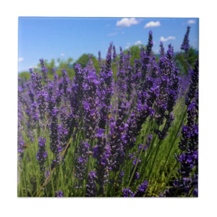 Lavendelfarm Fliese