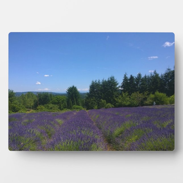 Lavendelfarm Fotoplatte (Vorderseite)