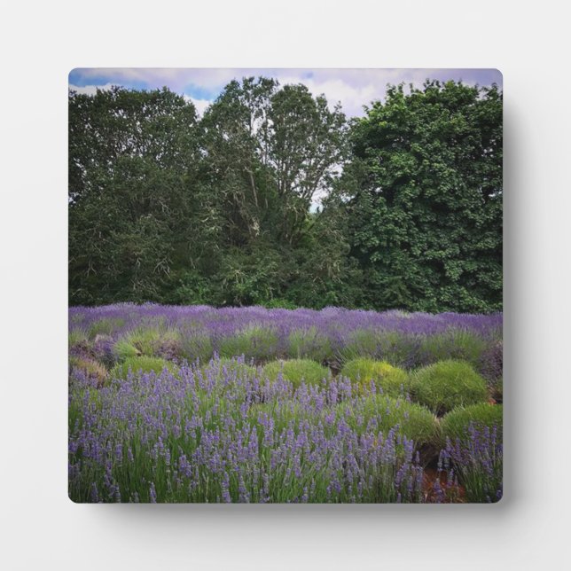 Lavendelfarm Fotoplatte (Vorderseite)