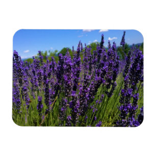 Lavendelfarm Magnet