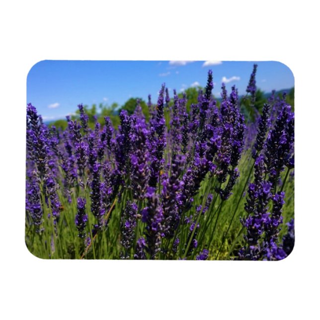 Lavendelfarm Magnet (Horizontal)