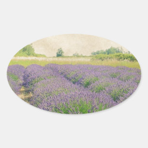 Lavendelfarm - Not Ovaler Aufkleber