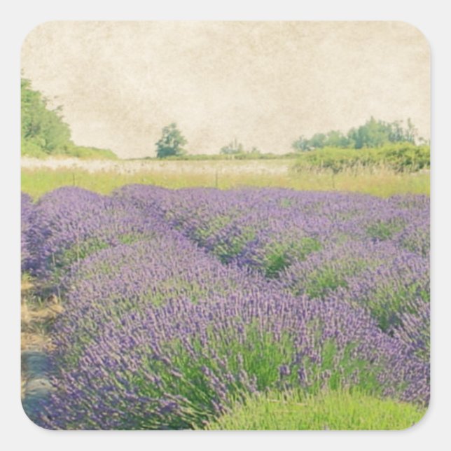 Lavendelfarm - Not Quadratischer Aufkleber (Vorderseite)