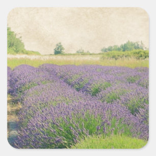 Lavendelfarm - Not Quadratischer Aufkleber