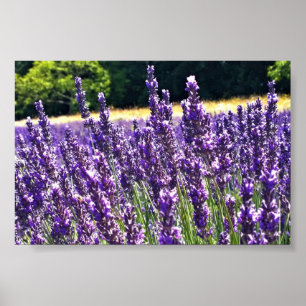 Lavendelfarm Poster