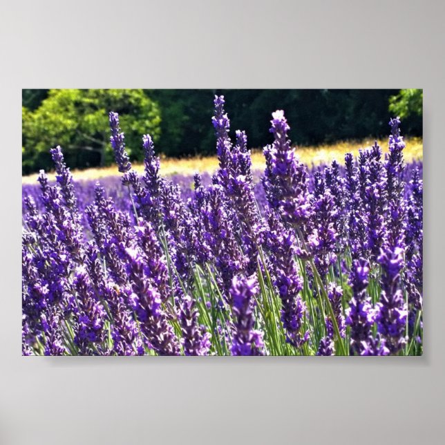 Lavendelfarm Poster (Vorne)