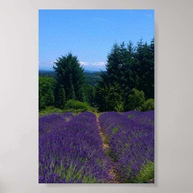 Lavendelfarm Poster (Vorne)