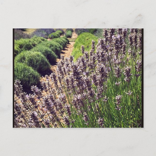 Lavendelfarm Postkarte (Vorderseite)