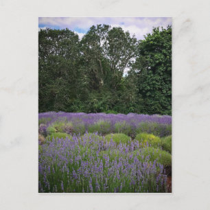 Lavendelfarm Postkarte