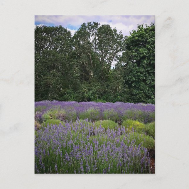 Lavendelfarm Postkarte (Vorderseite)