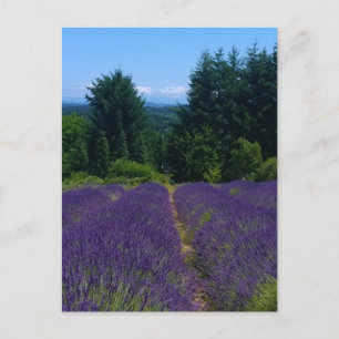 Lavendelfarm Postkarte