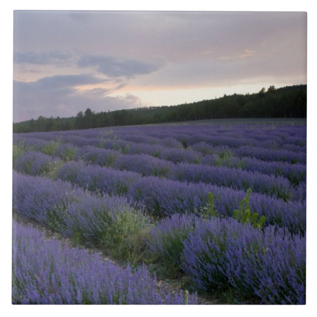 Lavendelfeld am Sonnenuntergang Fliese (Vorderseite)