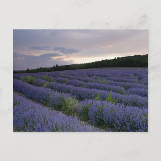 Lavendelfeld am Sonnenuntergang Postkarte (Vorderseite)