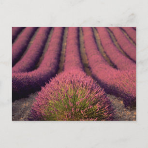 Lavendelfeld in der Haute-Provence, Frankreich 2 Postkarte
