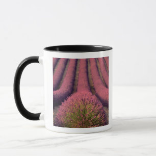 Lavendelfeld in der Haute-Provence, Frankreich 2 Tasse