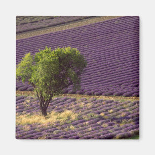 Lavendelfeld in der Haute-Provence, Frankreich Magnet