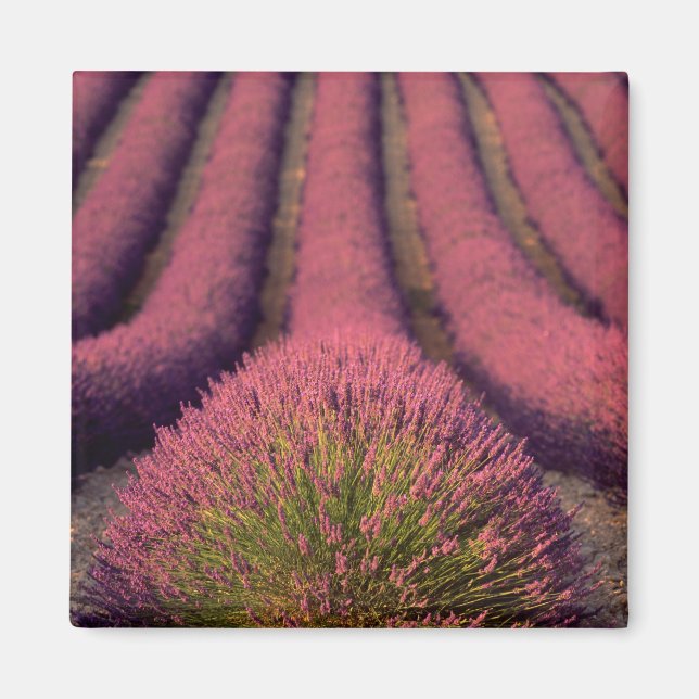 Lavendelfeld in der Hohen Provence, Frankreich 2 Magnet (Vorne)