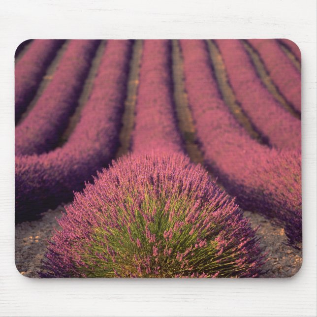 Lavendelfeld in der Hohen Provence, Frankreich 2 Mousepad (Vorne)