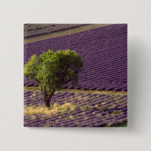 Lavendelfeld in der Hohen Provence, Frankreich Button