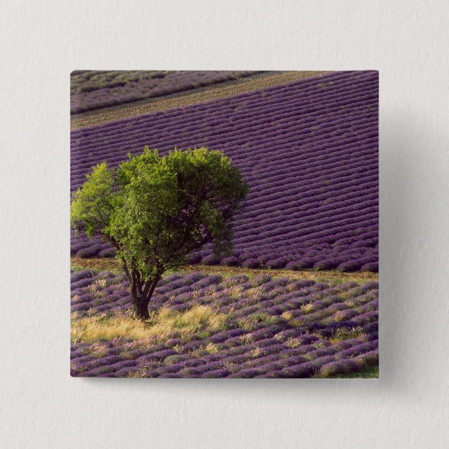Lavendelfeld in der Hohen Provence, Frankreich Button (Vorderseite)