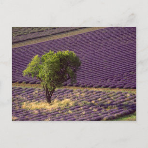 Lavendelfeld in der Hohen Provence, Frankreich Postkarte