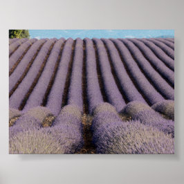 Lavendelfeld in der Provence Poster