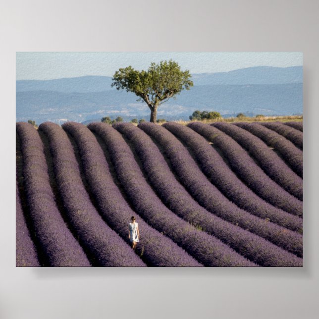 Lavendelfeld in der Provence Poster (Vorne)