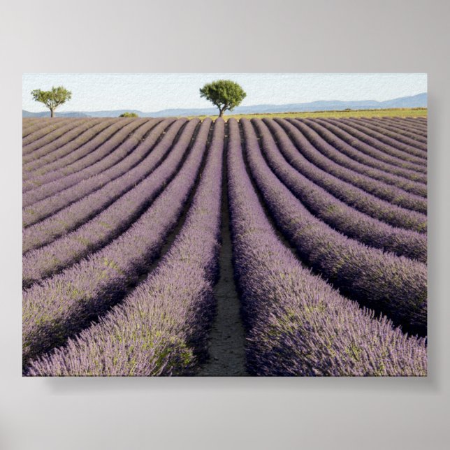Lavendelfeld in der Provence Poster (Vorne)