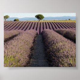 Lavendelfeld in der Provence Poster
