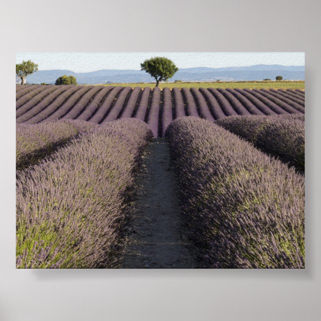 Lavendelfeld in der Provence Poster (Vorne)