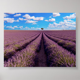 Lavendelfeld in der Provence Poster