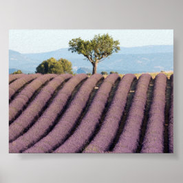 Lavendelfeld in Provence Poster