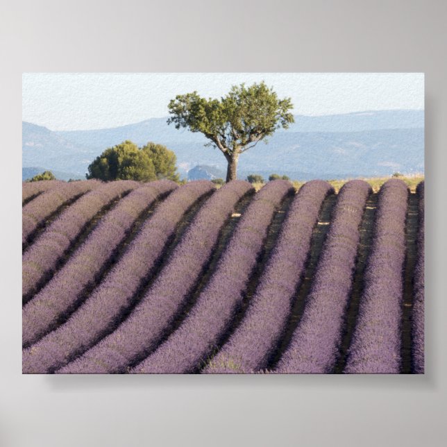 Lavendelfeld in Provence Poster (Vorne)