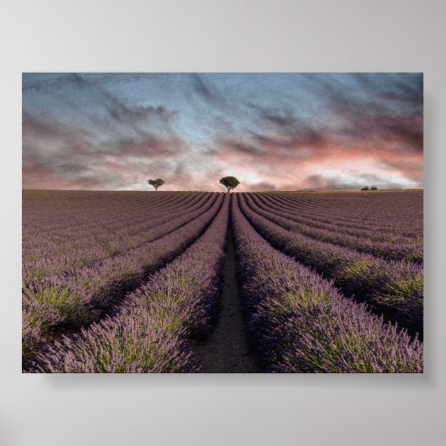 Lavendelfeld in Provence Poster (Vorne)