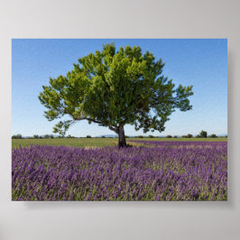 Lavendelfeld in Provence Poster
