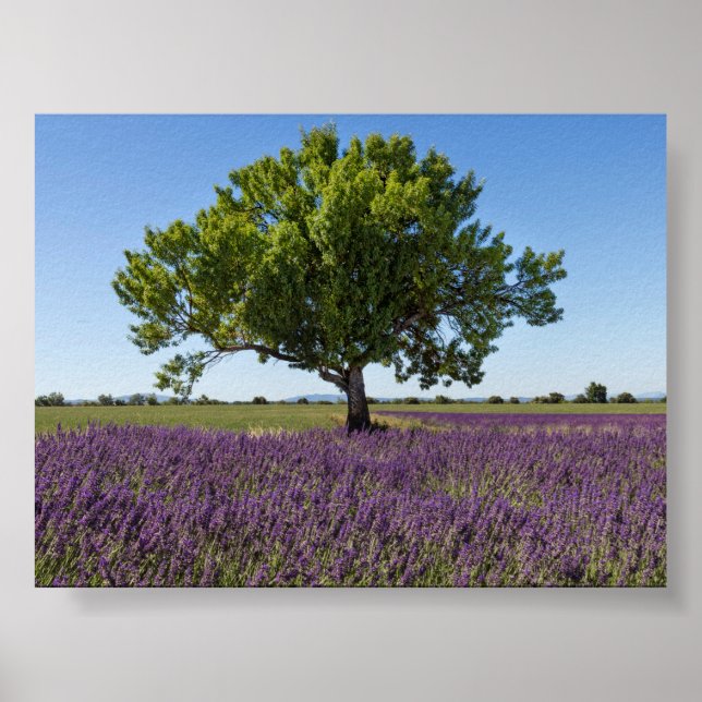 Lavendelfeld in Provence Poster (Vorne)
