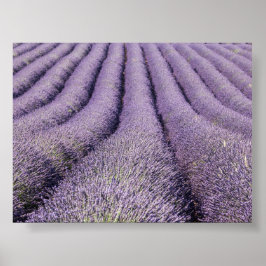 Lavendelfeld in Provence Poster