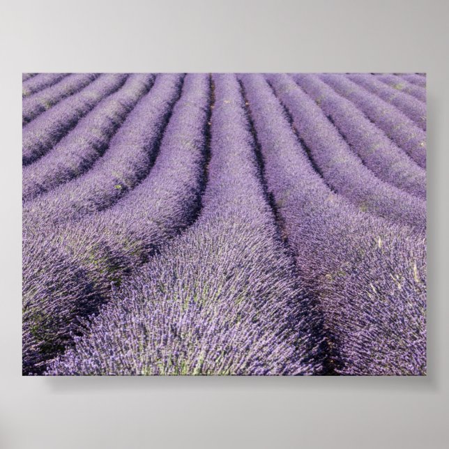 Lavendelfeld in Provence Poster (Vorne)