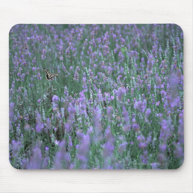 Lavendelfeld Mousepad (Vorne)