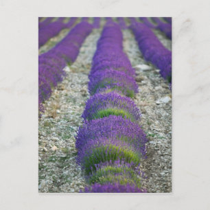 Lavendelfeld, Provence, Frankreich Postkarte