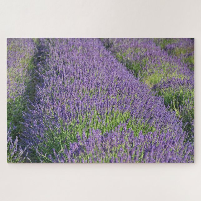Lavendelfeld Puzzle (Horizontal)