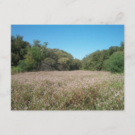 Lavendelfelder Postkarte