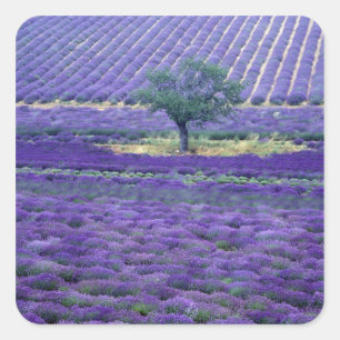 Lavendelfelder, Vence, Provence, Frankreich Quadratischer Aufkleber