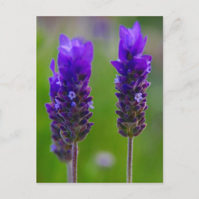 Lavendelflora Postkarte (Vorderseite)