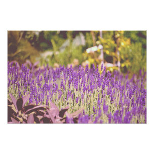 Lavendelgarten-Fotodruck Fotodruck